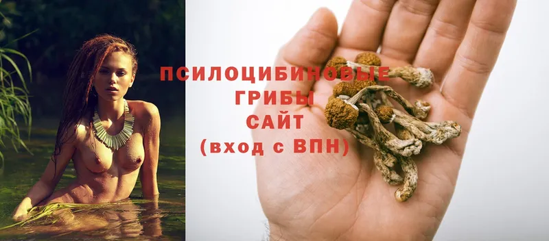 Галлюциногенные грибы Psilocybine cubensis  блэк спрут tor  Алапаевск 